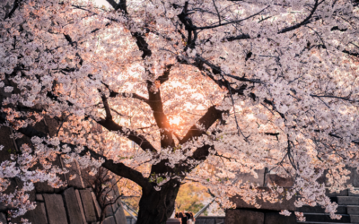 Top 5 Places To Enjoy The Cherry Blossoms In Cleveland