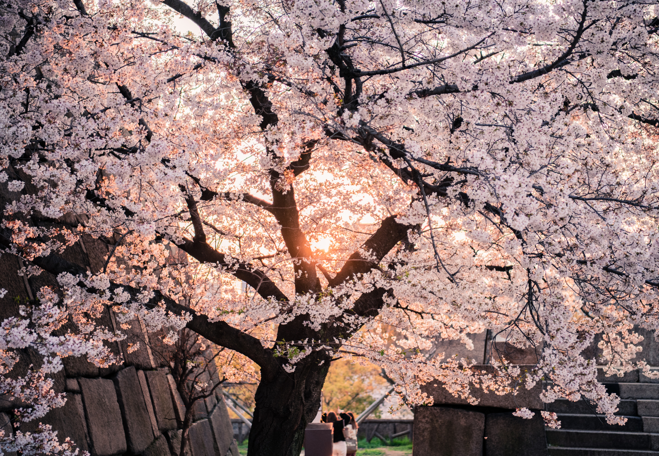 Cherry Blossoms in November? The Autumn Bloom on the National Mall